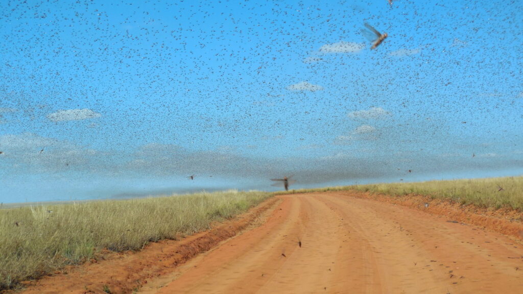 Thick swarm of locusts flying over a red dirt road in a grassy savannah