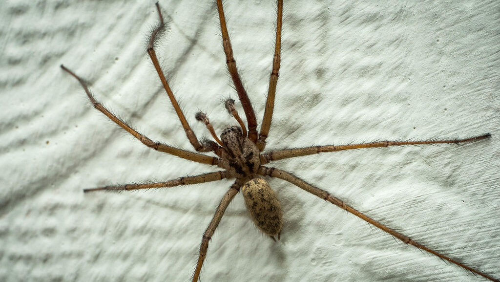 Brown recluse spider crawling on a white wall surface.