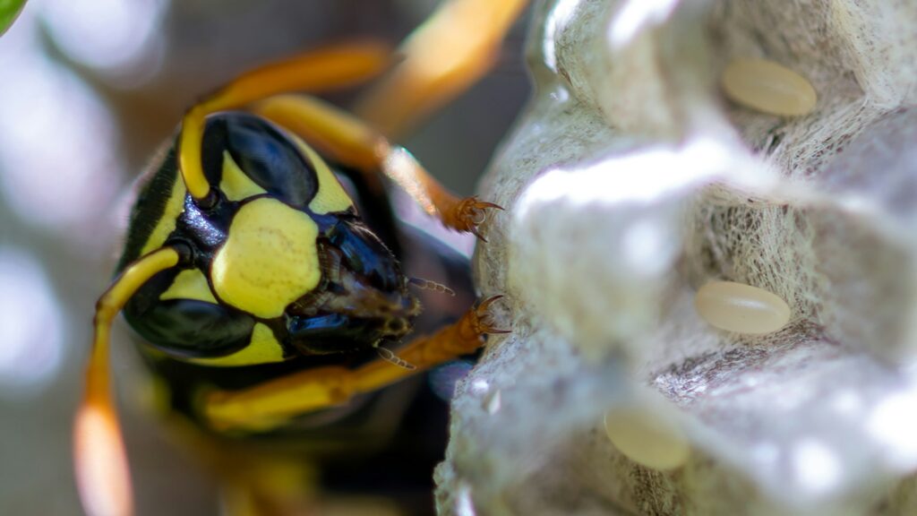 Wasp tending to nest cells with eggs