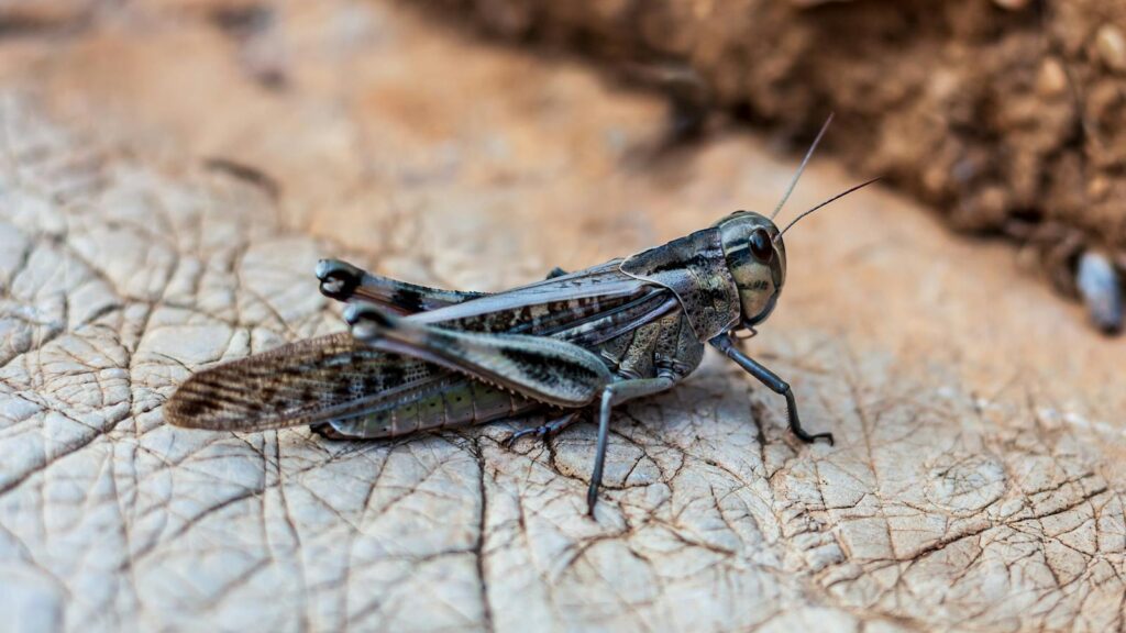 A dark-colored grasshopper resting on cracked, sun-dried earth