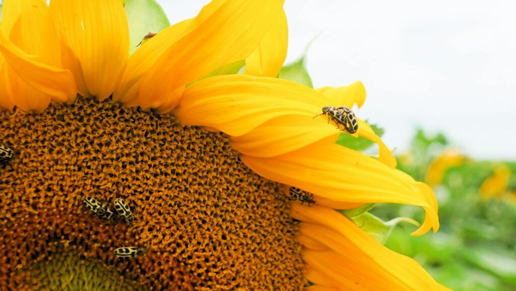 Spotted beetles crawling on a vibrant sunflower in full bloom.
