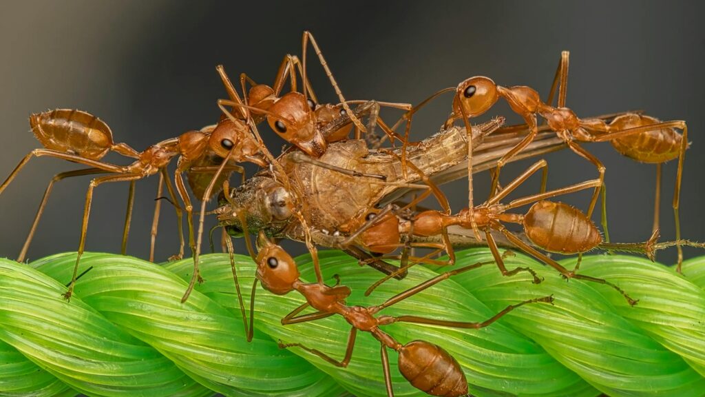 Red ants swarming prey on a green rope