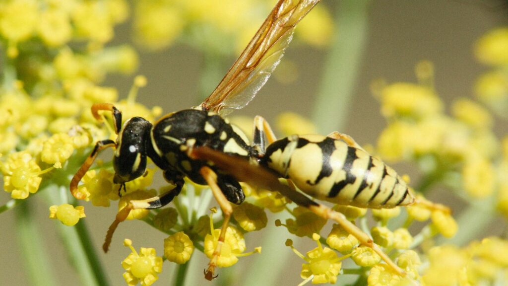 Close-up of a paper wasp feeding on tiny yellow flowers.