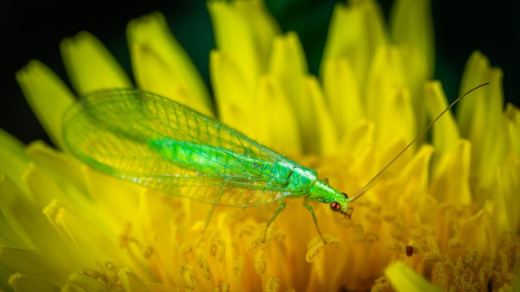 Green lacewing insect on a bright yellow flower.