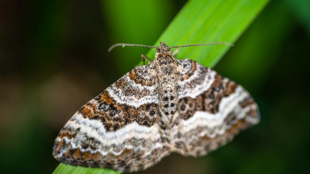 Camouflaged moth with striped wings resting on a green blade of grass.