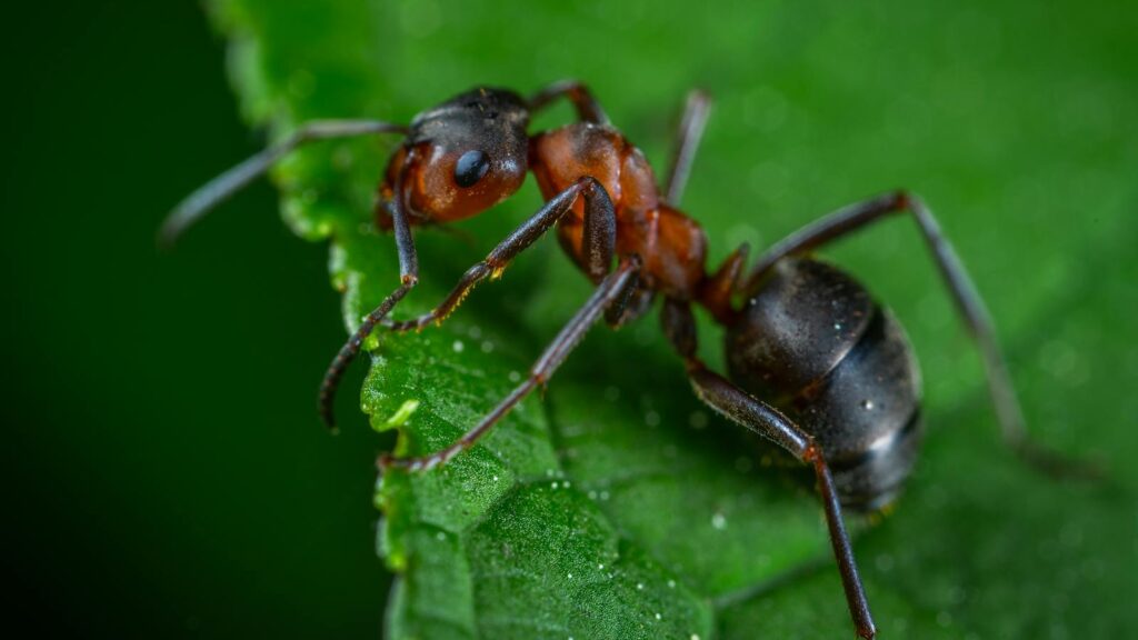 Detailed macro photograph showing an ant on a vibrant green leaf.