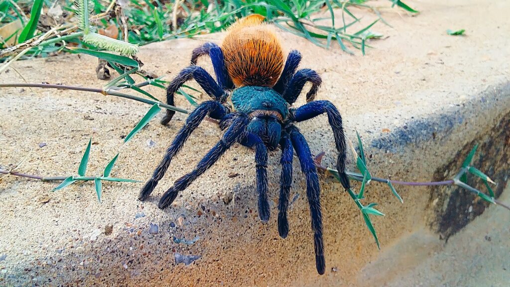 Vibrant tarantula with blue legs and orange abdomen on sandy ground.