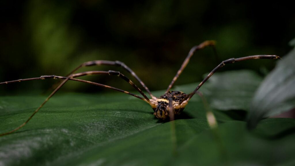 Harvestman spider with long legs on a green leaf.