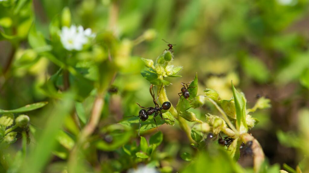 Black Ants Exploring a Flowering Plant