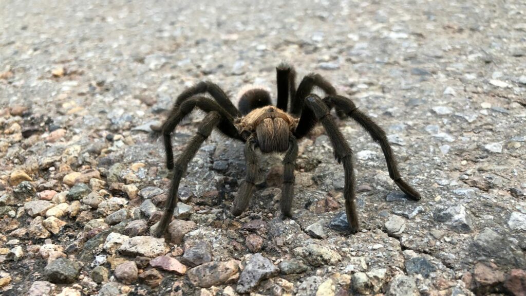 Large brown tarantula walking across a rocky surface.