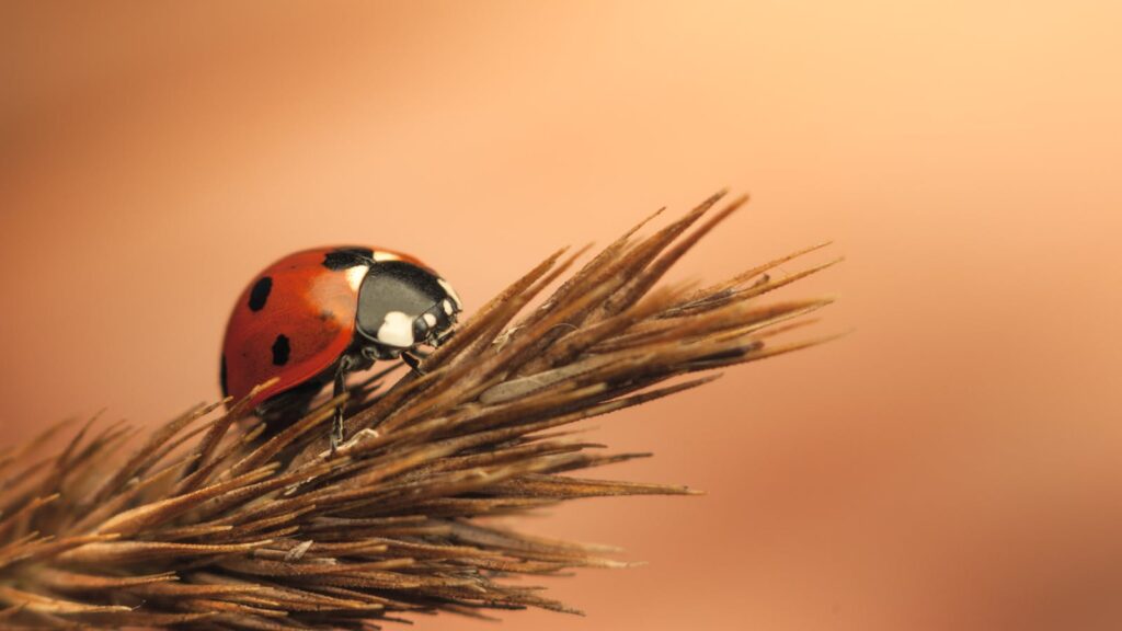 Ladybug climbing dry plant with soft background.