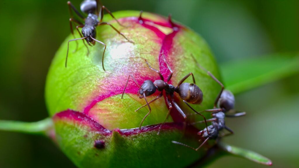 Ants on Peony Bud
