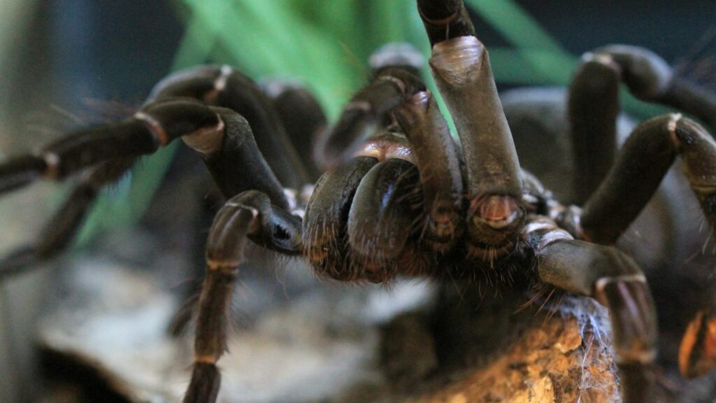 Close-up of a tarantula showcasing its legs and fangs on a natural surface.