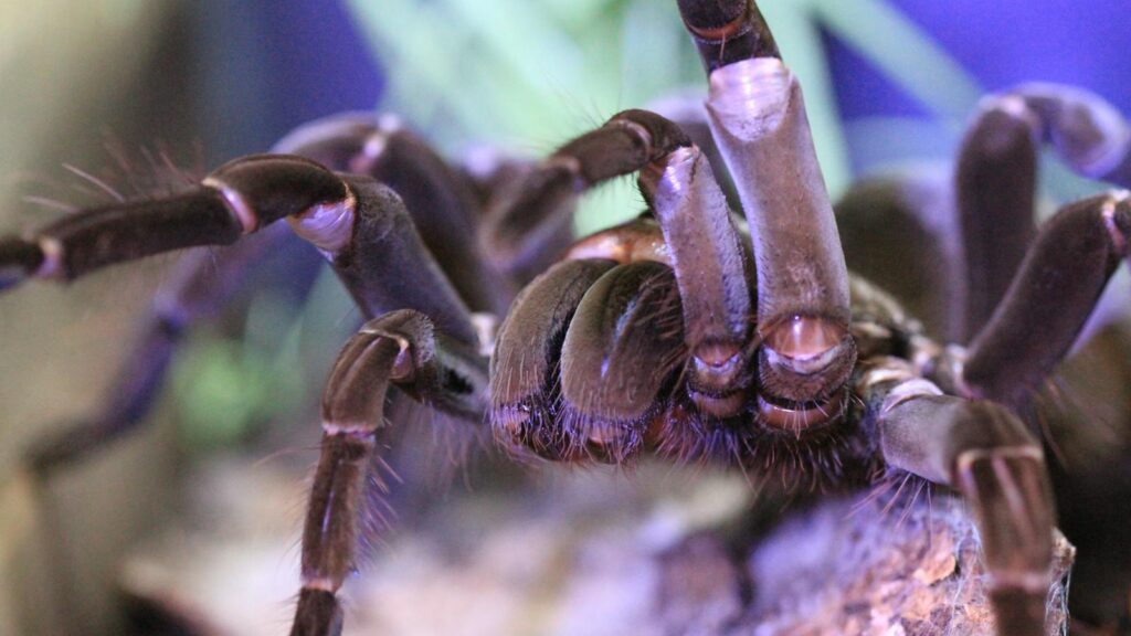 Tarantula close-up showing fangs and legs.