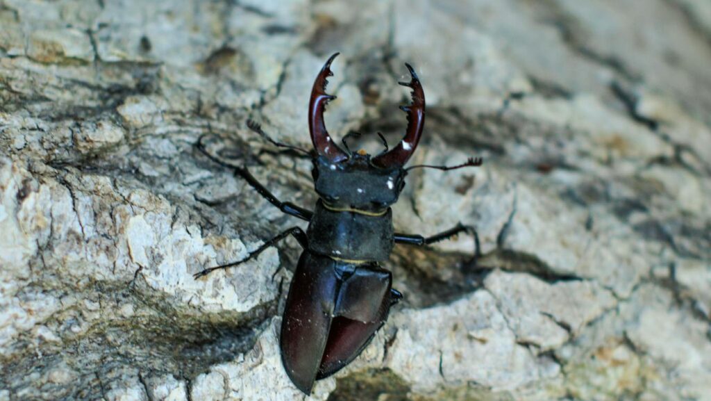 Stag beetle with large mandibles on a tree bark surface