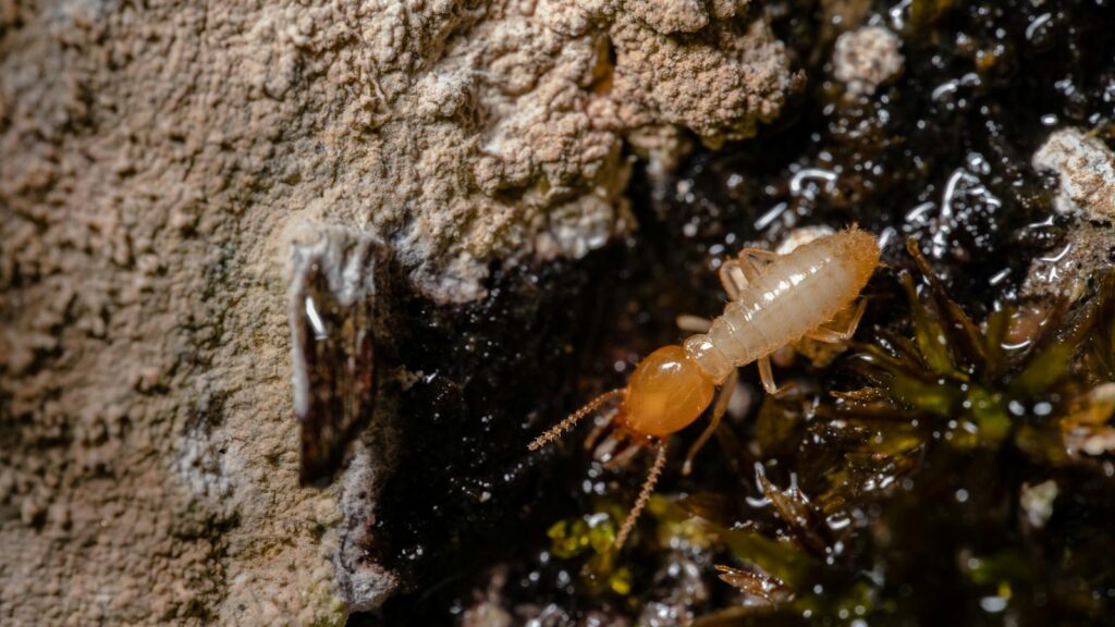 Close-up of a termite on moist earth near moss