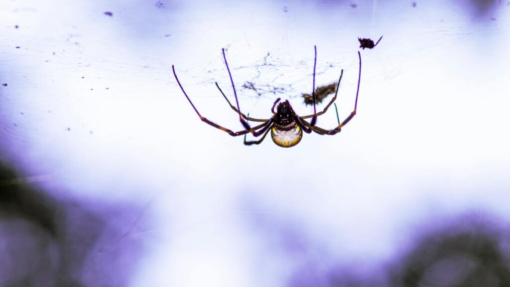 Spider hanging from web with bright sky background