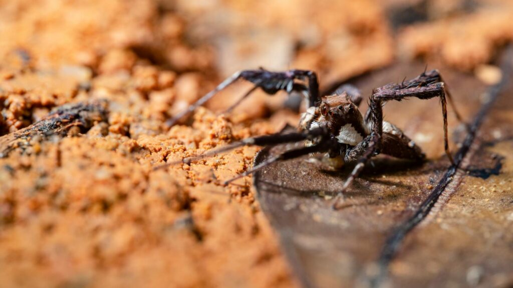 Camouflaged spider on forest floor