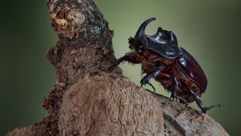 Rhinoceros beetle climbing textured bark in natural setting