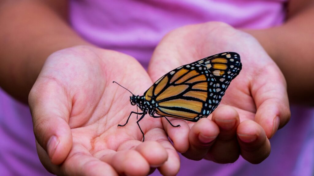 Monarch butterfly resting gently on a child's open hands