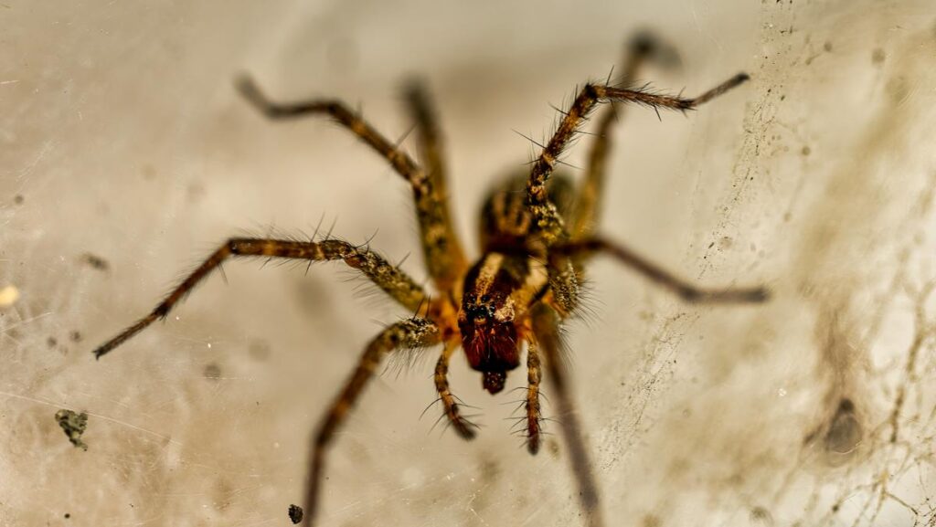 Close-Up of a Spider on Its Web