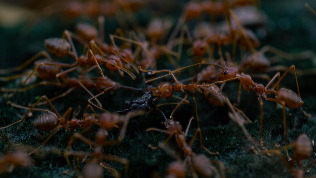 A swarm of red ants attacking a black ant