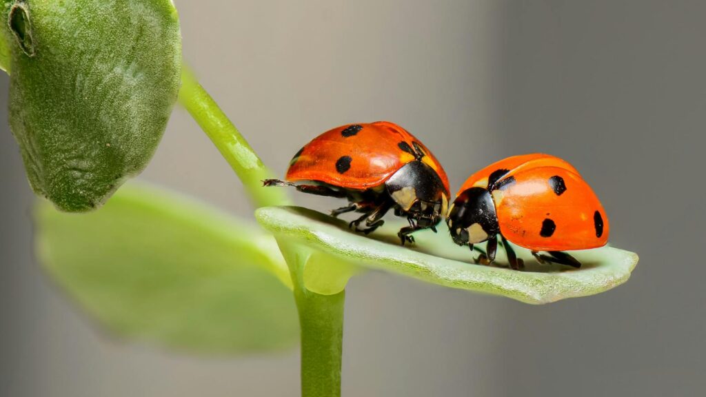 Two ladybugs on a green leaf in close-up.