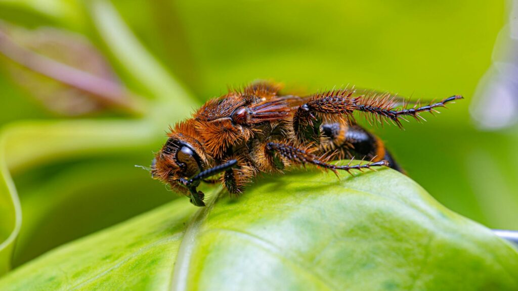 Fuzzy Insect on Leaf Close-Up