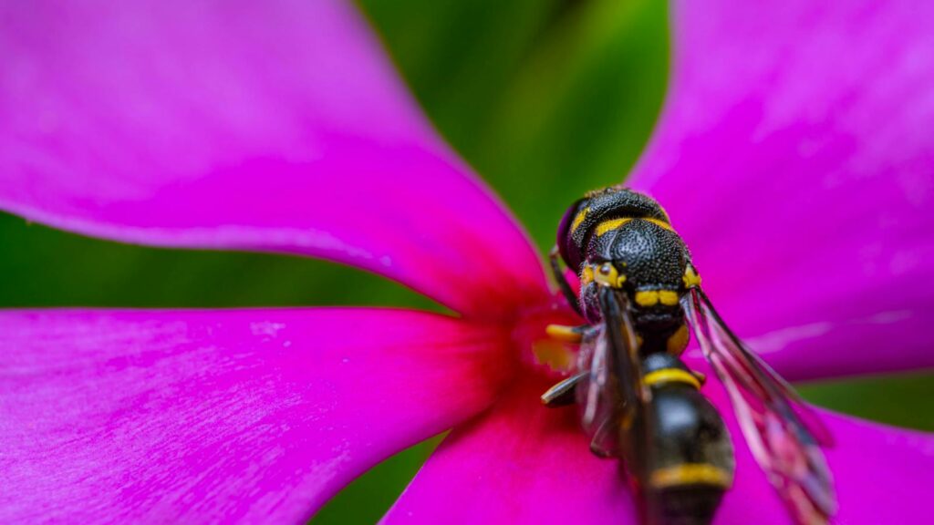 Close-up of a black and yellow wasp exploring the center of a bright magenta flower