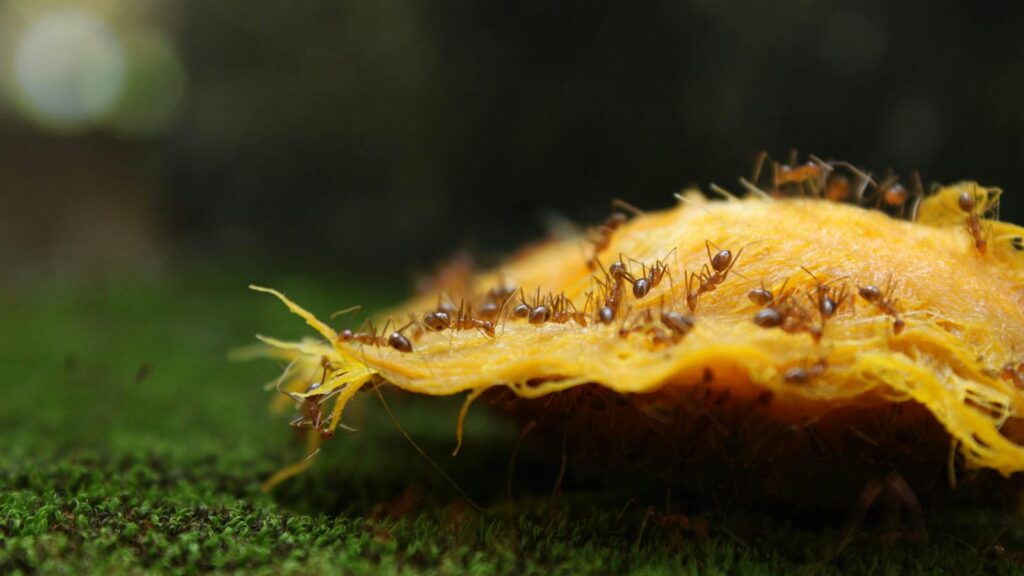 Ants Feasting on Fruit in the Wild