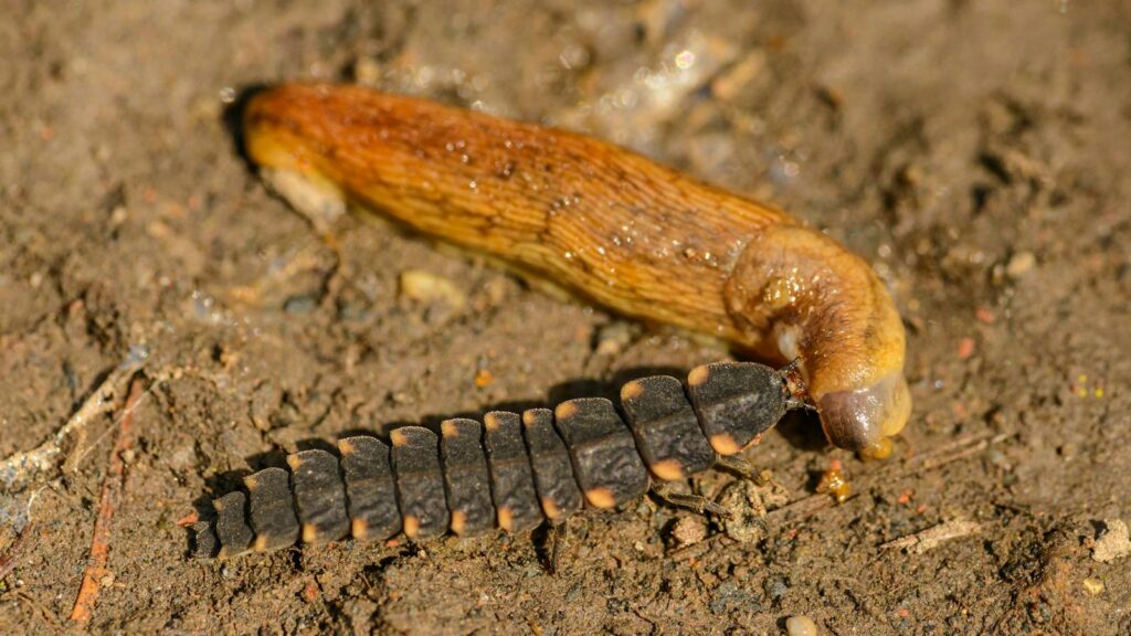 Lampyris noctiluca larva feeding on a slug.