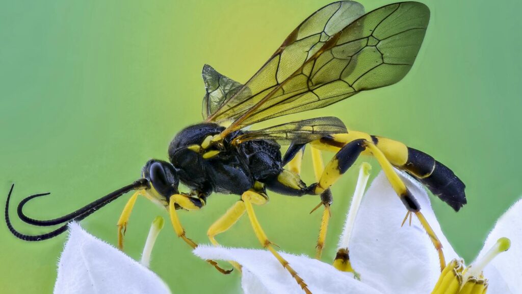 Elegant wasp on white flowers with green background
