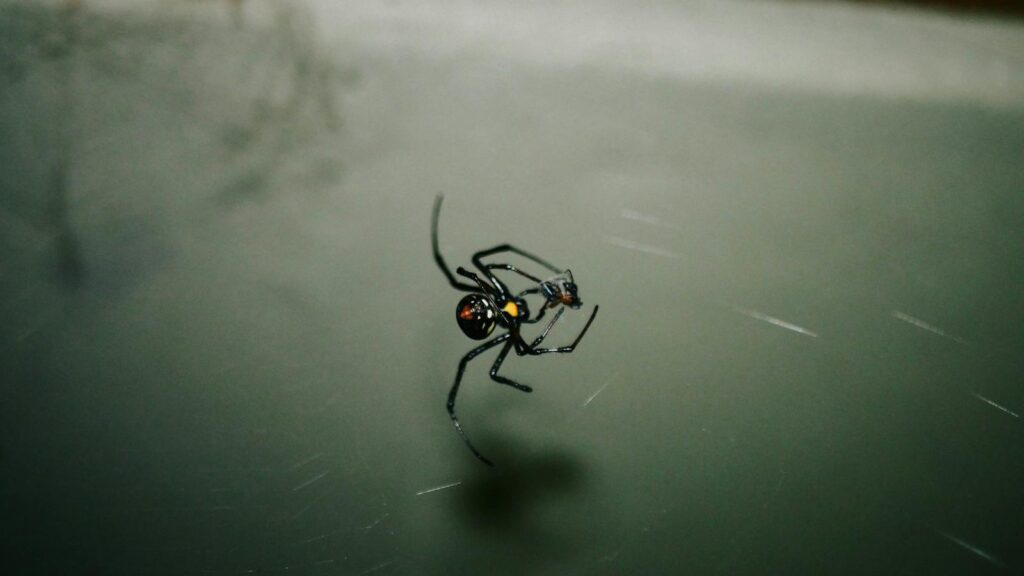 Black widow spider suspended in its web with a blurred green background.