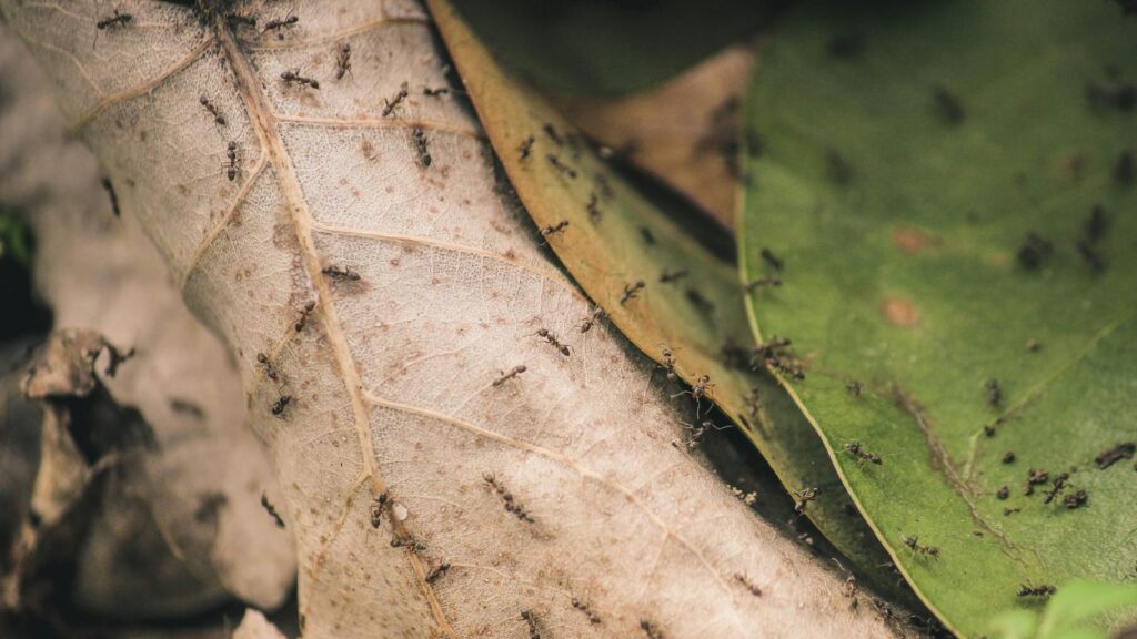 Detailed close-up photo of ants crawling over decayed and fresh leaves.