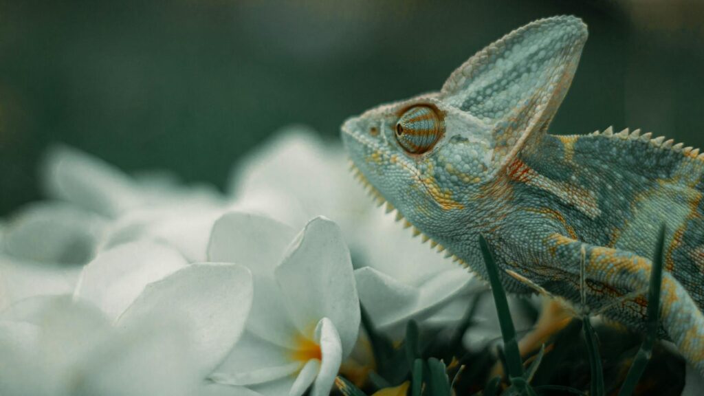 Colorful lizard among white flowers, showcasing potential pollination behavior.