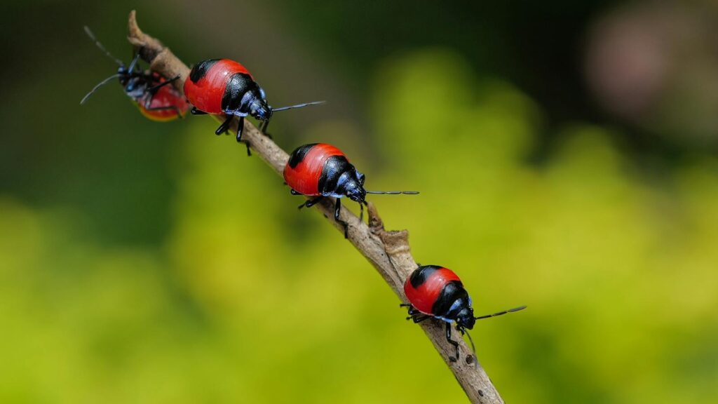 Line of red and black beetles crawling along a twig in nature.