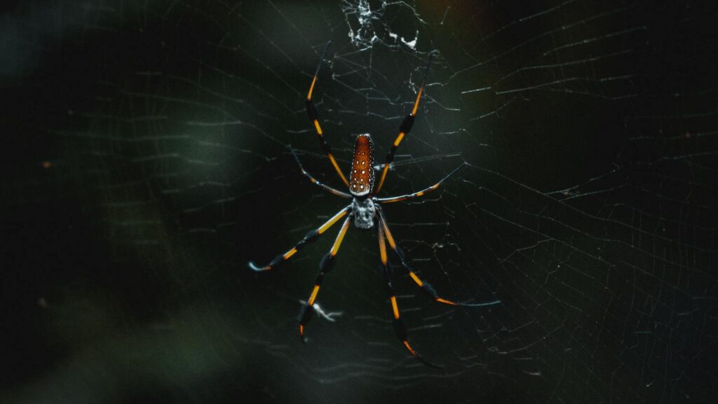 Golden Silk Orb-Weaver on Dark Web