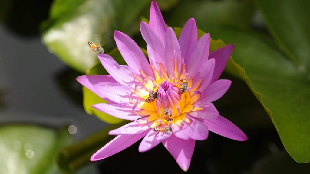 Bees gathering nectar from a blooming purple water lily