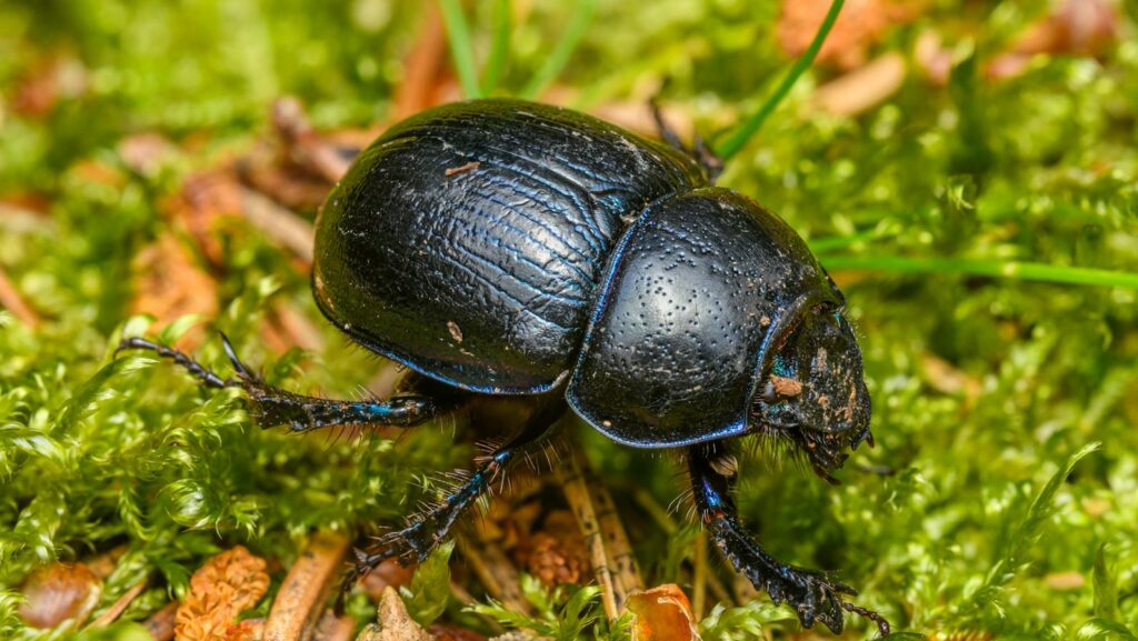 Black beetle on moss