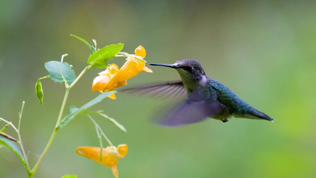 Hummingbird feeding from bright yellow wildflower mid-flight.