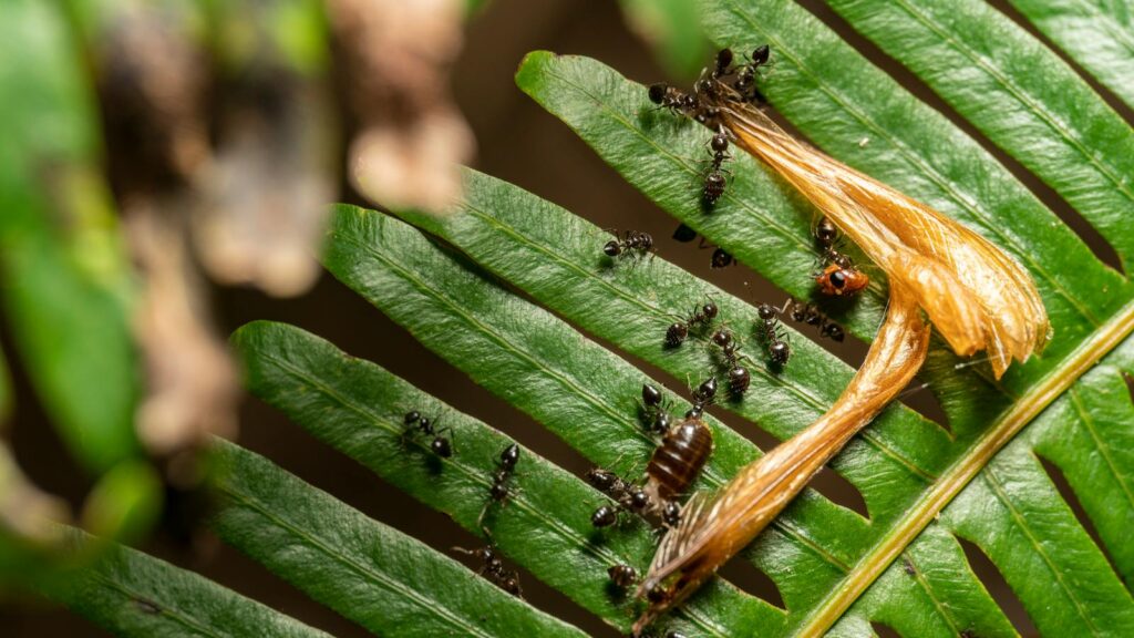 Black ants scavenging on a green fern with dried seed pods