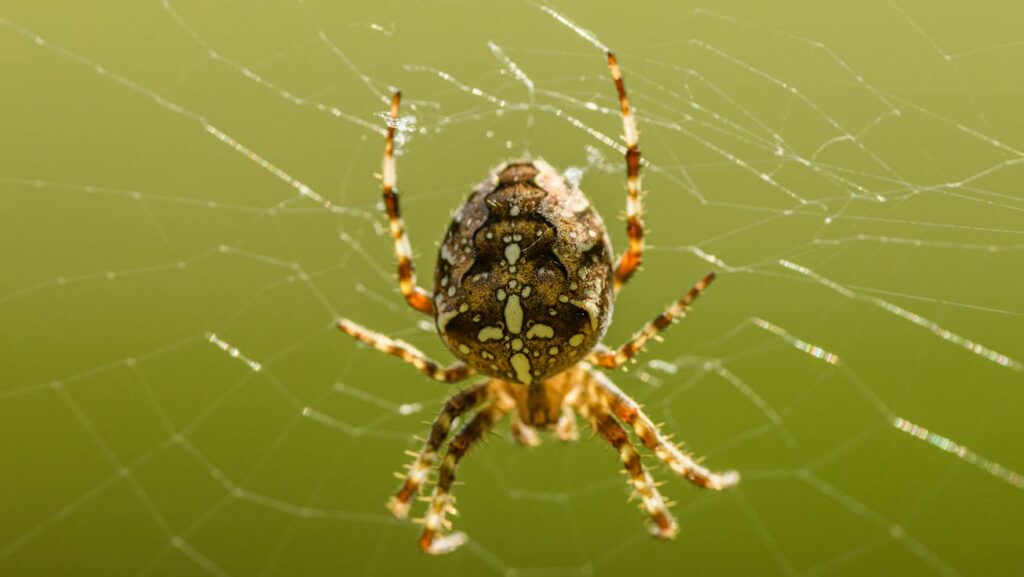 European Garden Spider on Web
