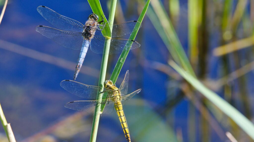 Blue and yellow dragonflies on reeds