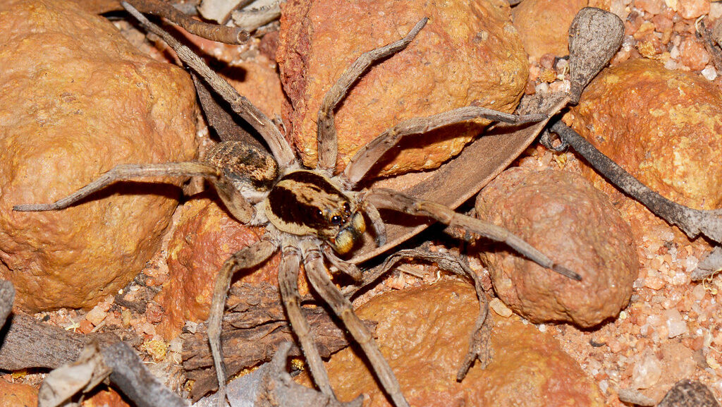 Camouflaged wolf spider blending with rocky terrain.