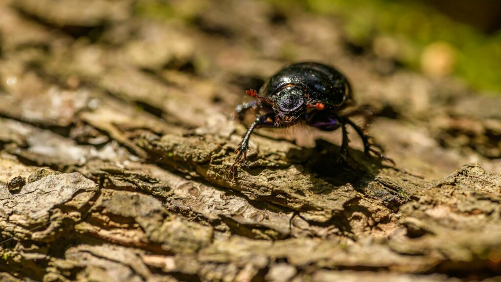 Shiny black beetle crawling on rough tree bark in sunlight