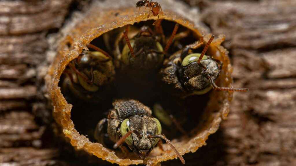 Green-eyed bees in wax tunnel