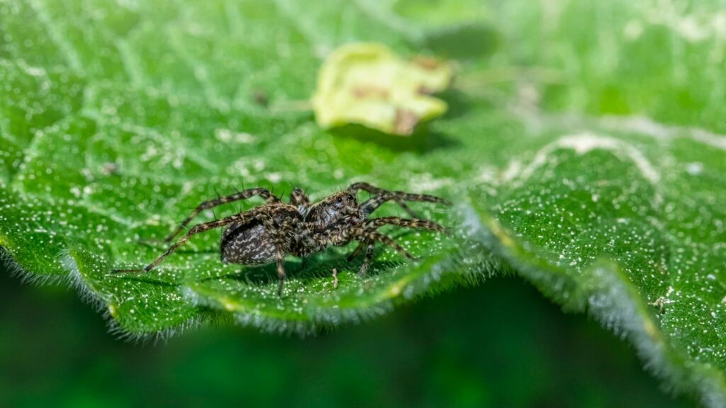 Jumping Spider on Fuzzy Green Leaf