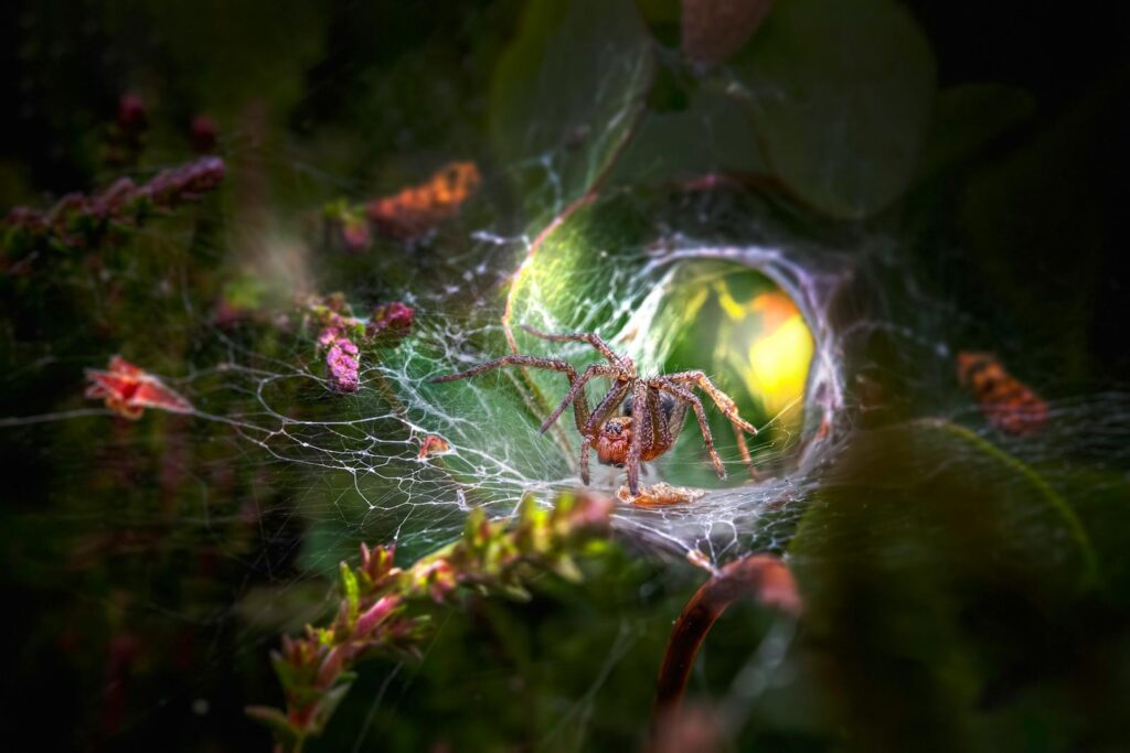 Close-up of a spider sitting in a dew-drenched web surrounded by vivid greenery.