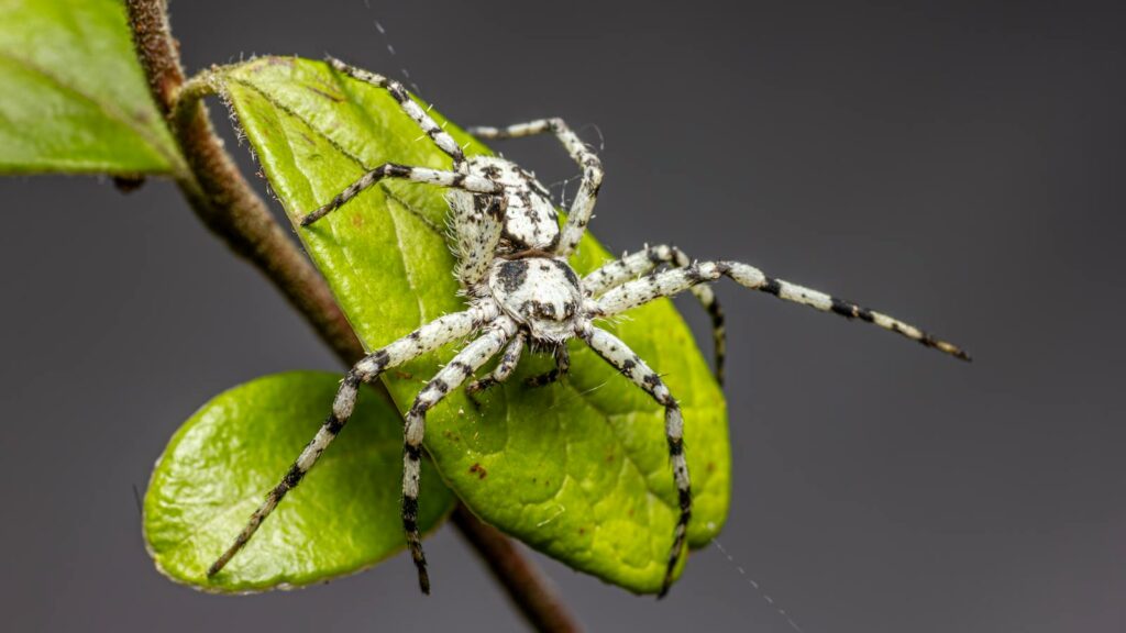 White and black patterned spider on a green leaf