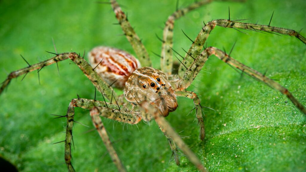 Green lynx spider on a leaf